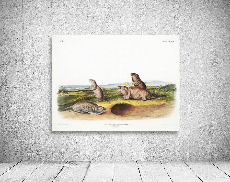 John James Audubon 13 Wall Preview