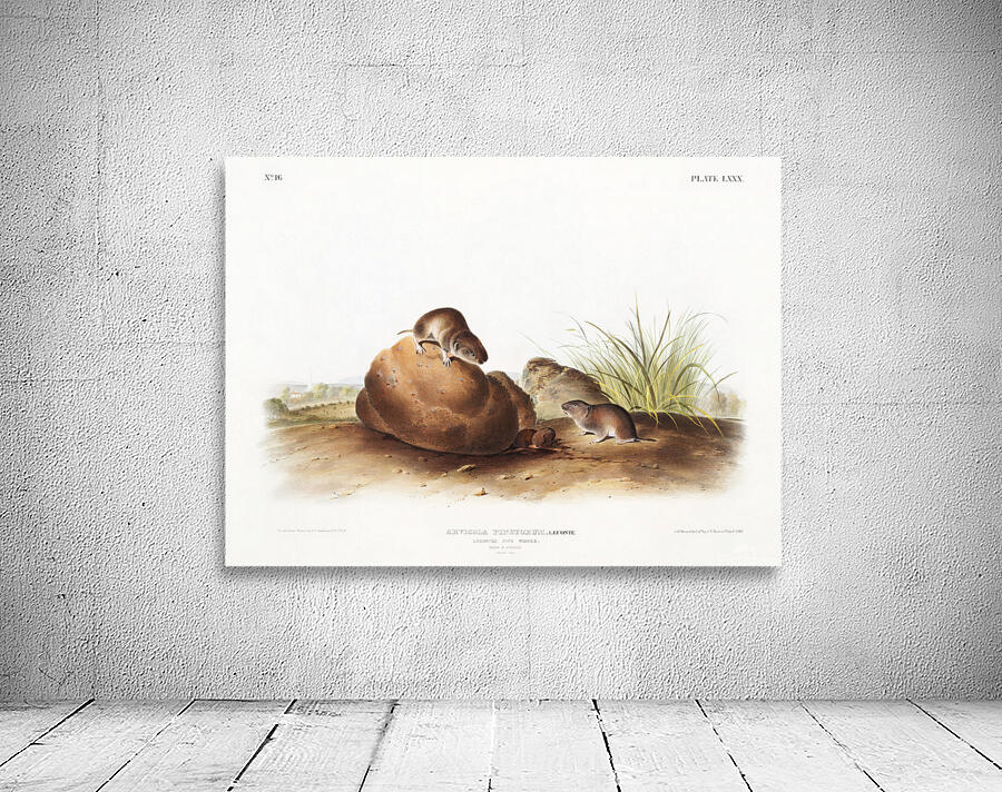 John James Audubon 15 Wall Preview
