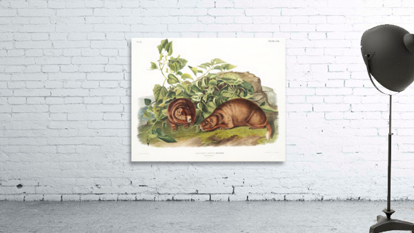 John James Audubon 6 Wall Preview