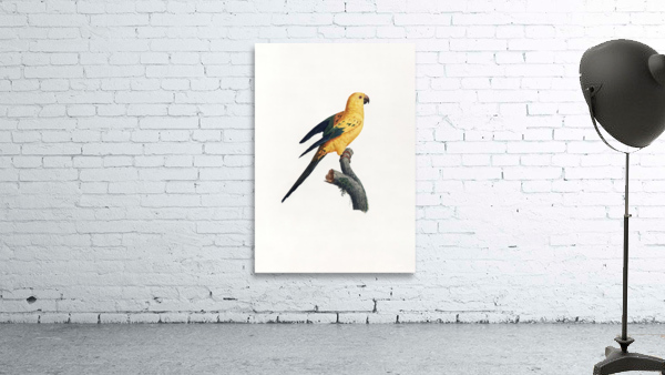 6366 Parrot Wall Preview