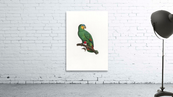 6365 Parrot Wall Preview