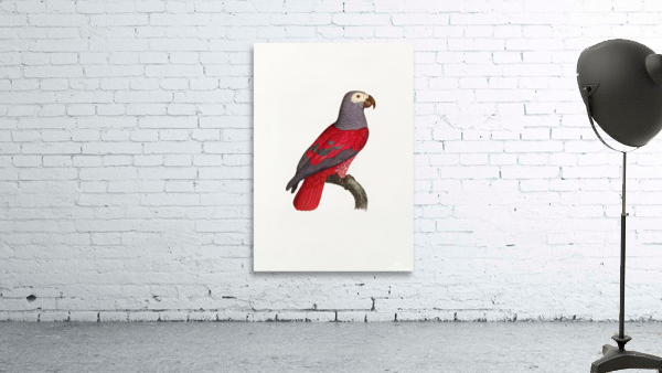 6362 Parrot Wall Preview