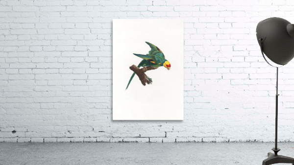 6361 Parrot Wall Preview