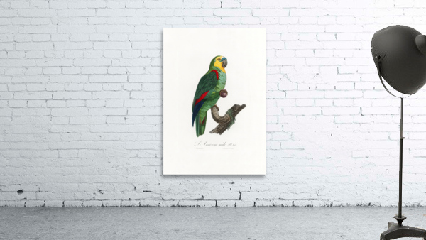 6471 Parrot Wall Preview