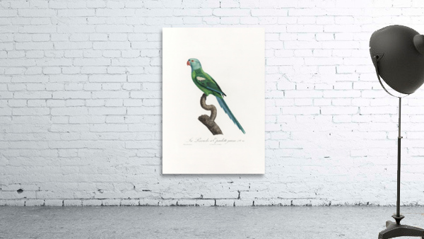 6474 Parrot Wall Preview