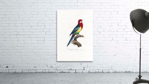 6478 Parrot Wall Preview
