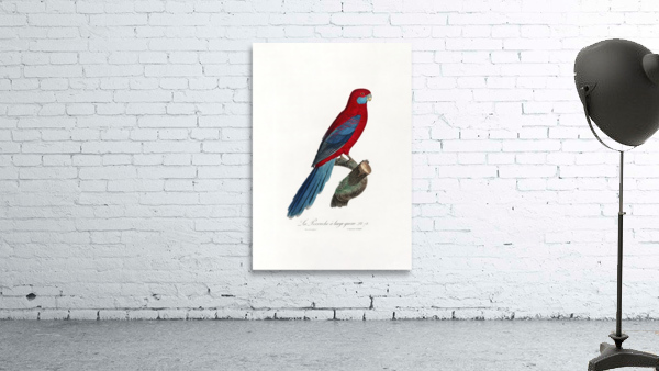 6470 Parrot Wall Preview
