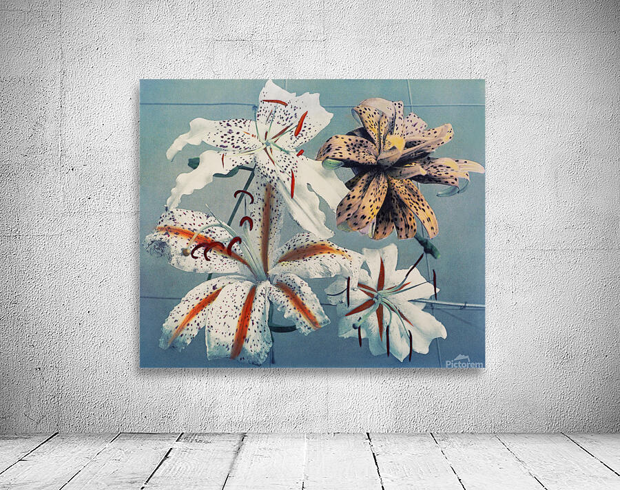 6528 Lilycolored collotype from Some Japanese Flo by artvi Wall Art