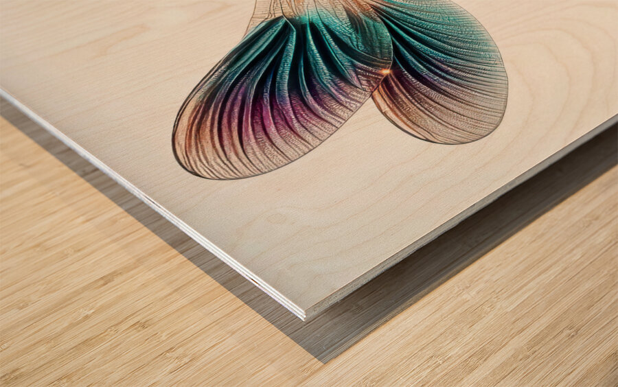 Dragonfly isolated on white 8 Wood print