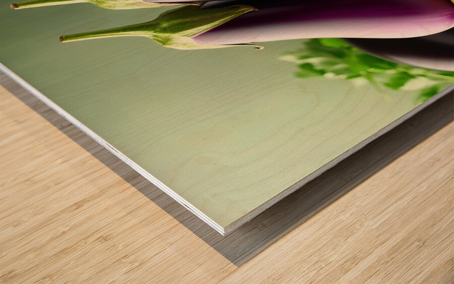 266 Two fresh eggplants on a white table and gree Wood print