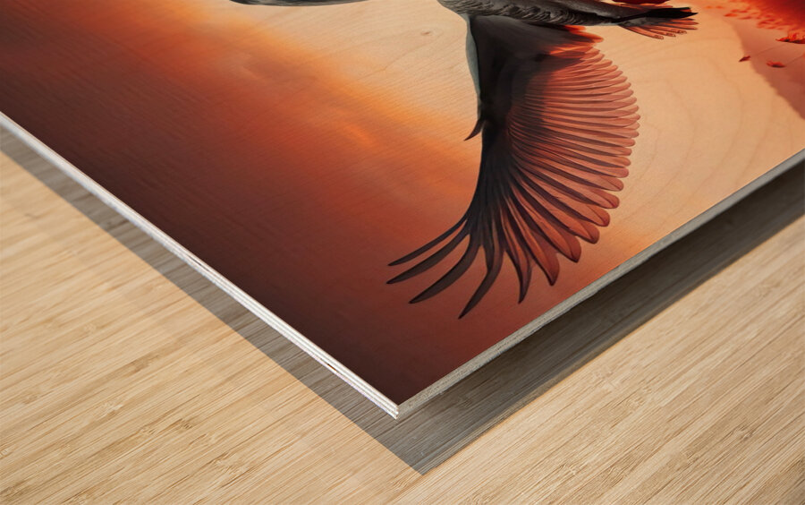 422 A grey swan Flying Through the Air With Its W Wood print