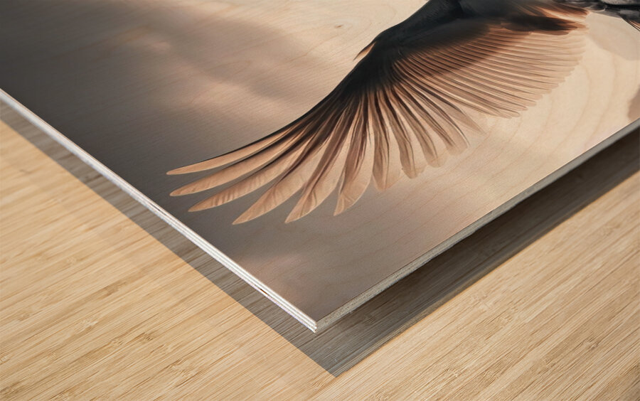 424 A grey swan Flying Through the Air With Its W Wood print