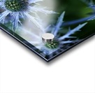 Prickly Blue Stars Acrylic print