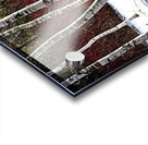 Birches And Dogwood Acrylic print