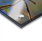 Chestnut Sided Warbler Highlighted In Morning Light Acrylic print