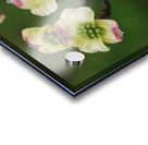 Yellow Dogwood Acrylic print