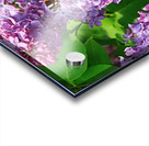 Red Admiral And Lilacs III Acrylic print