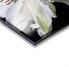 Hints Of Purple Clematis Acrylic print