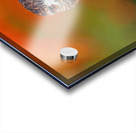 Red Tailed Hawk Stare Acrylic print