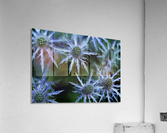 Prickly Blue Stars Acrylic Print