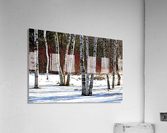 Birches And Dogwood Acrylic Print