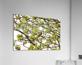Yellow Warbler In Spring Maple Tree Acrylic Print