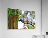 Iridescent Plumage Acrylic Print