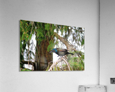 Grackle Iridescent Plumage Acrylic Print