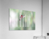 Ruby Throat Acrylic Print