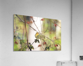 Female Blackburnian Warbler Acrylic Print