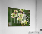 Yellow Dogwood Acrylic Print