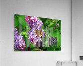 Red Admiral And Lilacs III Acrylic Print