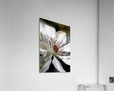 Hints Of Purple And Green Clematis Acrylic Print