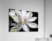 Hints Of Purple Clematis Acrylic Print
