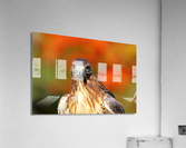 Red Tailed Hawk Stare Acrylic Print