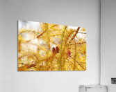 Tamarack Gold Acrylic Print