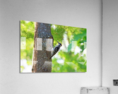 Hairy Woodpecker Posing Acrylic Print