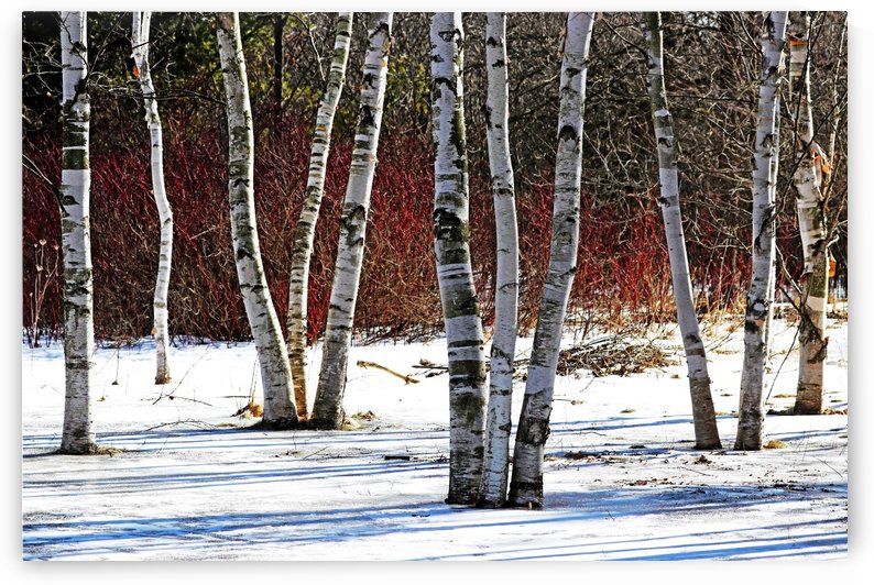 Birches And Dogwood by Deb Oppermann