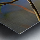 Chestnut Sided Warbler Highlighted In Morning Light Metal print