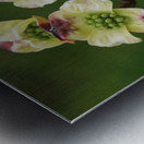 Yellow Dogwood Metal print