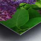 Red Admiral And Lilacs III Metal print