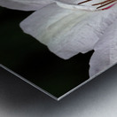 Hints Of Purple And Green Clematis Metal print