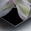Hints Of Purple Clematis Metal print