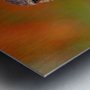 Red Tailed Hawk Stare Metal print