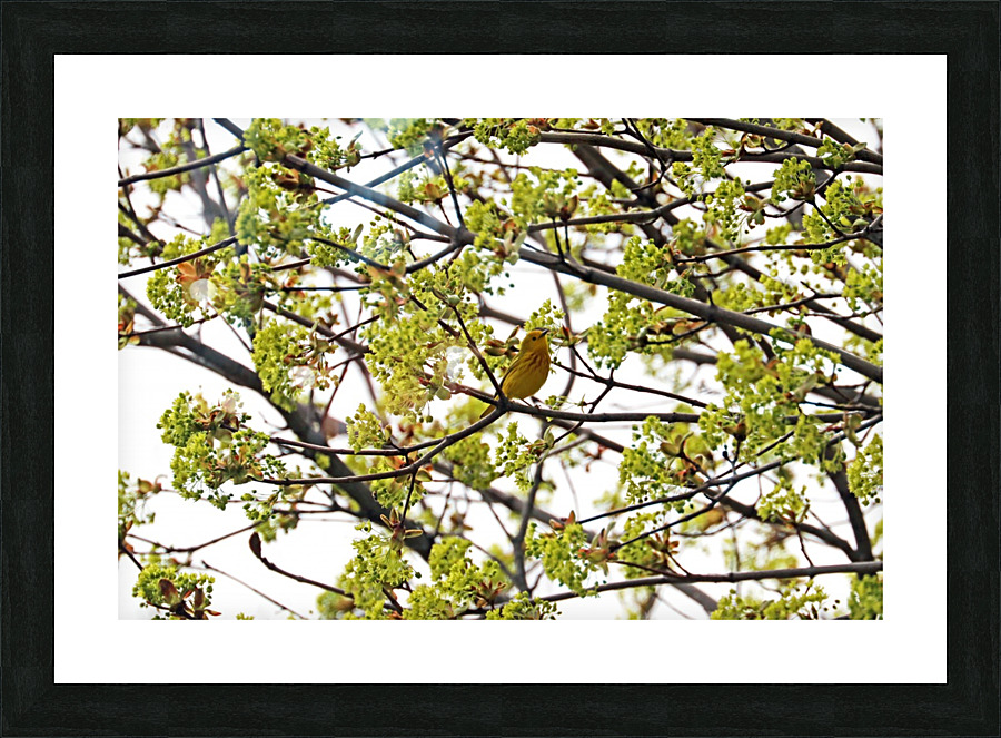 Yellow Warbler In Spring Maple Tree Picture Frame print