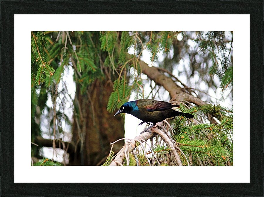 Grackle Iridescent Plumage Picture Frame print
