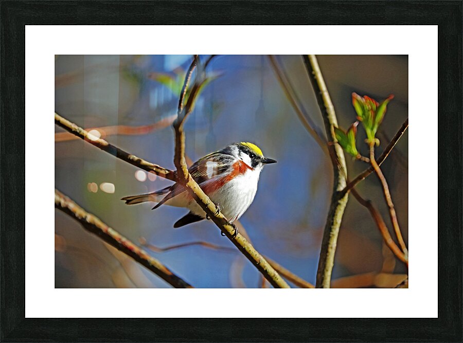 Chestnut Sided Warbler Highlighted In Morning Light Picture Frame print