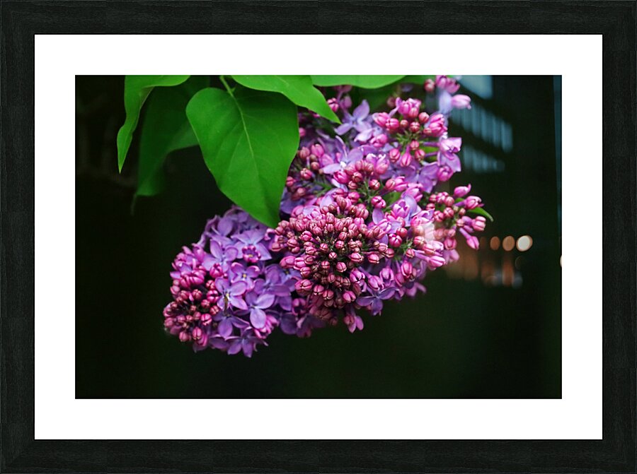 Focus On Lilac Flower Buds Picture Frame print