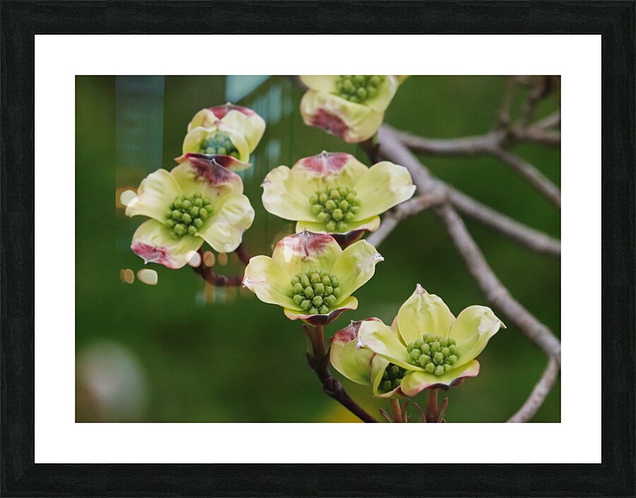 Yellow Dogwood Picture Frame print