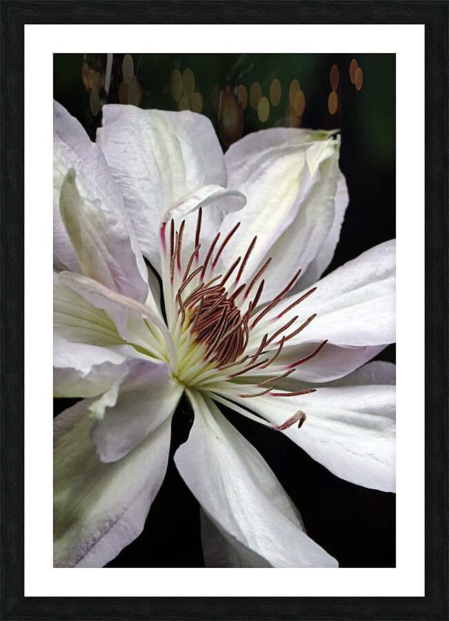 Hints Of Purple And Green Clematis Picture Frame print